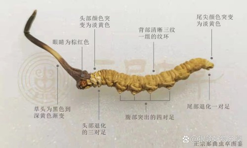 炎热清胶囊的功效-炎热清胶囊的功效和作用-炎热清胶囊有副作用吗,中国炎清热软胶囊网站